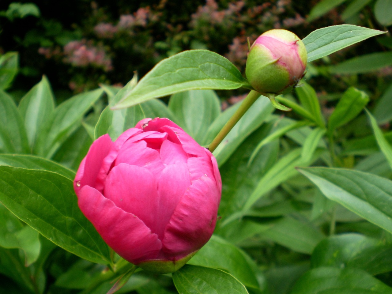 peonies when to plant