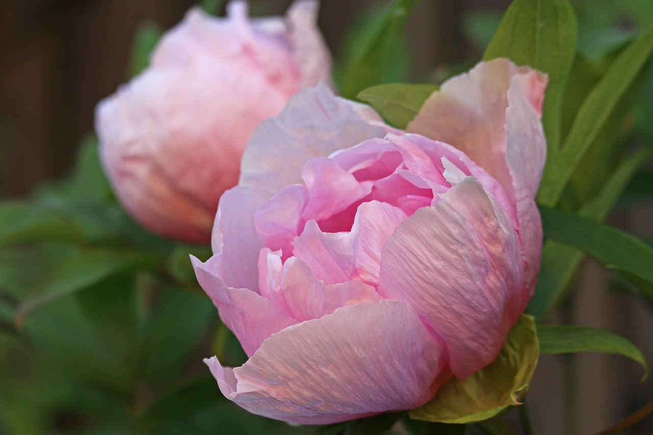 how to divide peonies