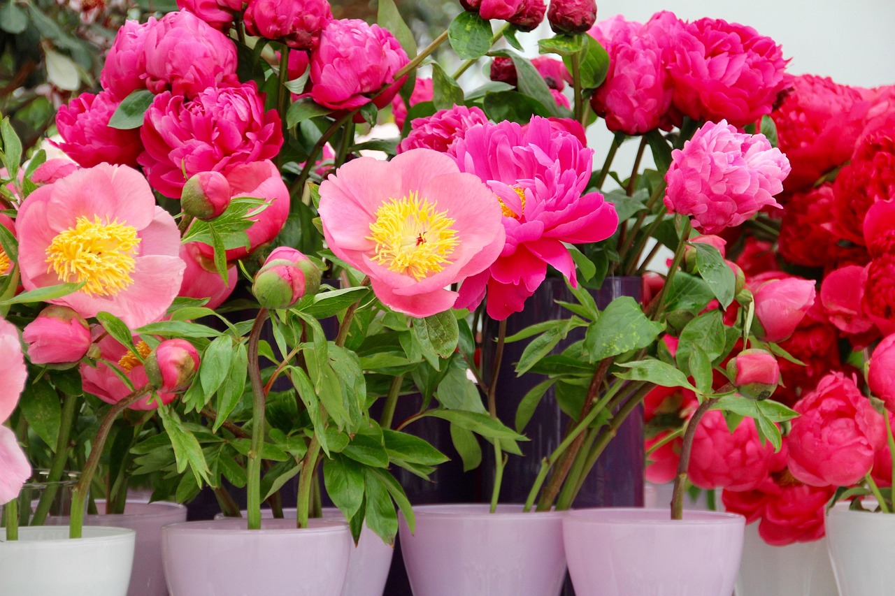 How often to water peonies