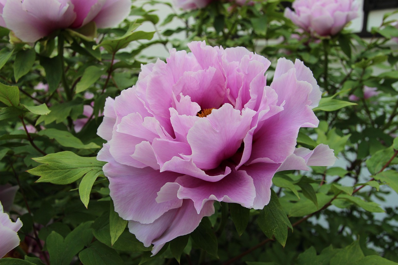 Are Peonies Perennial