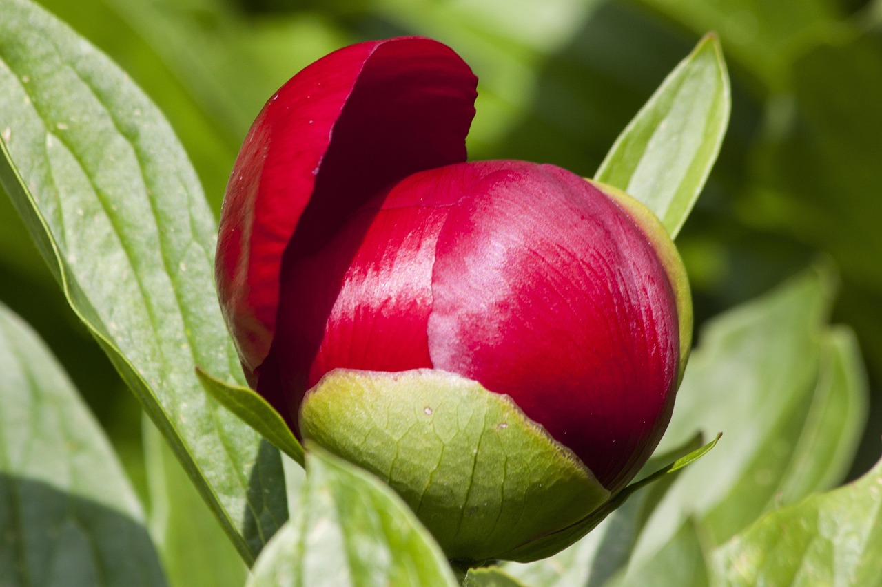 Growing peonies in pots