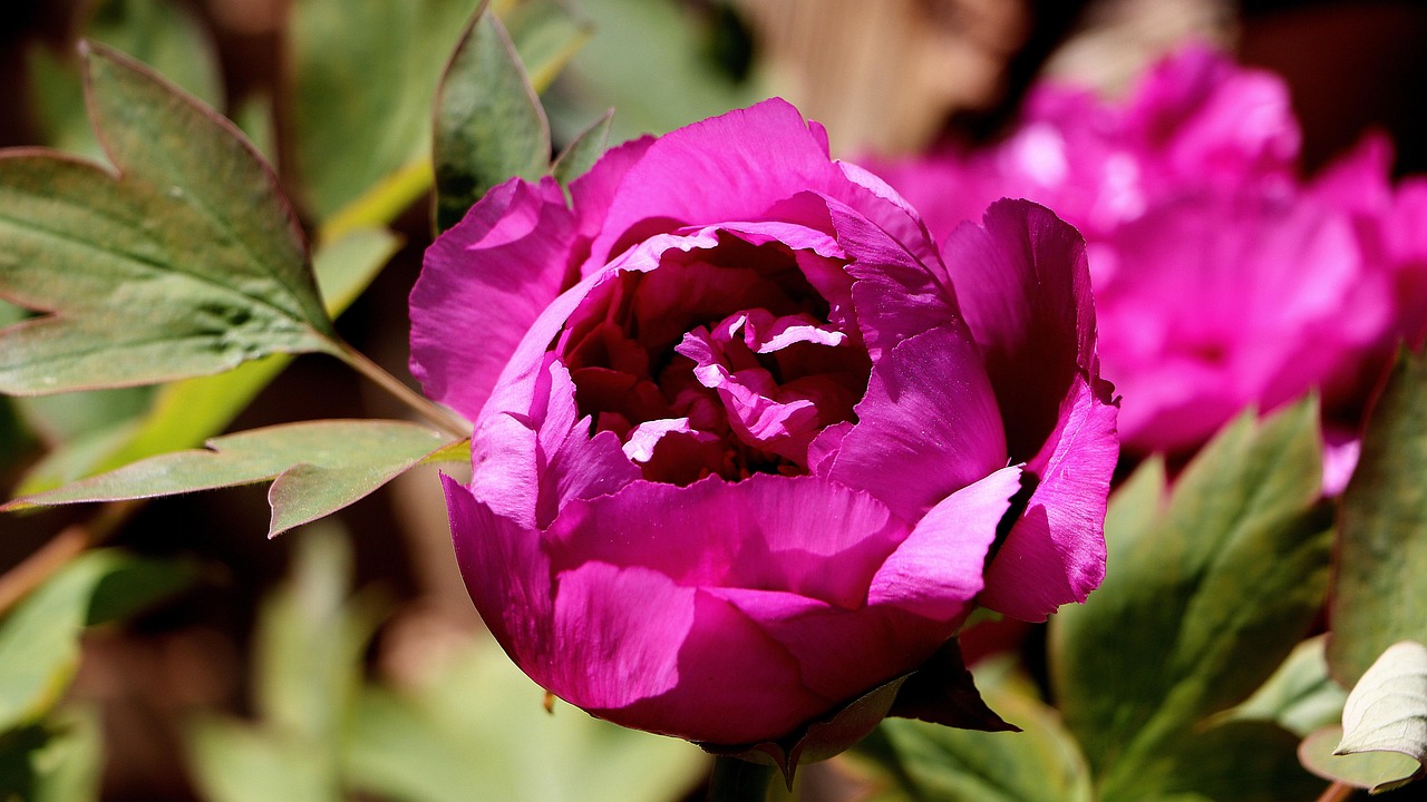peonies how to plant
