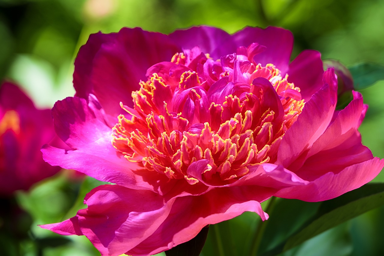 Are peonies poisonous to dogs