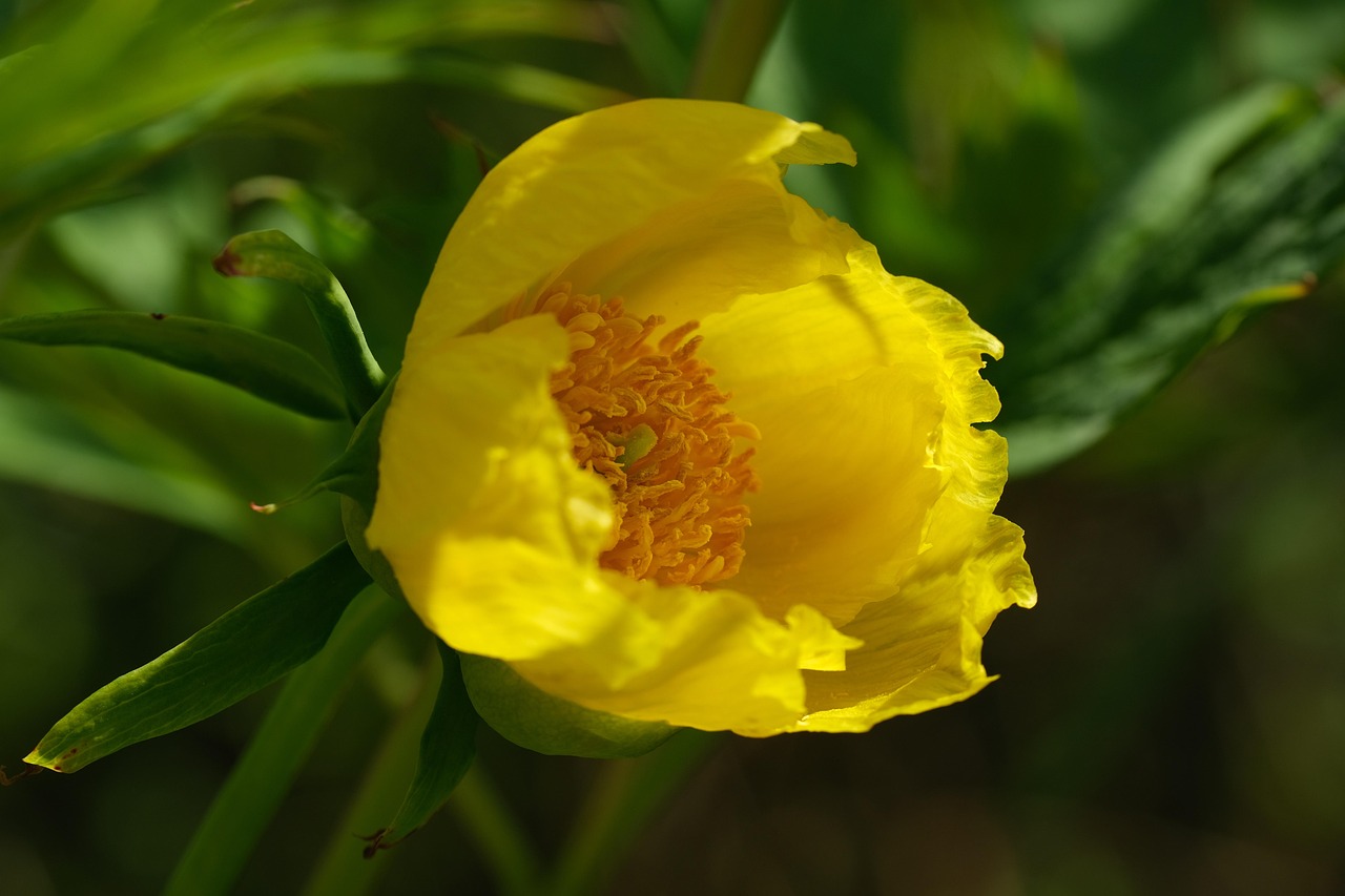 when to plant peonies?